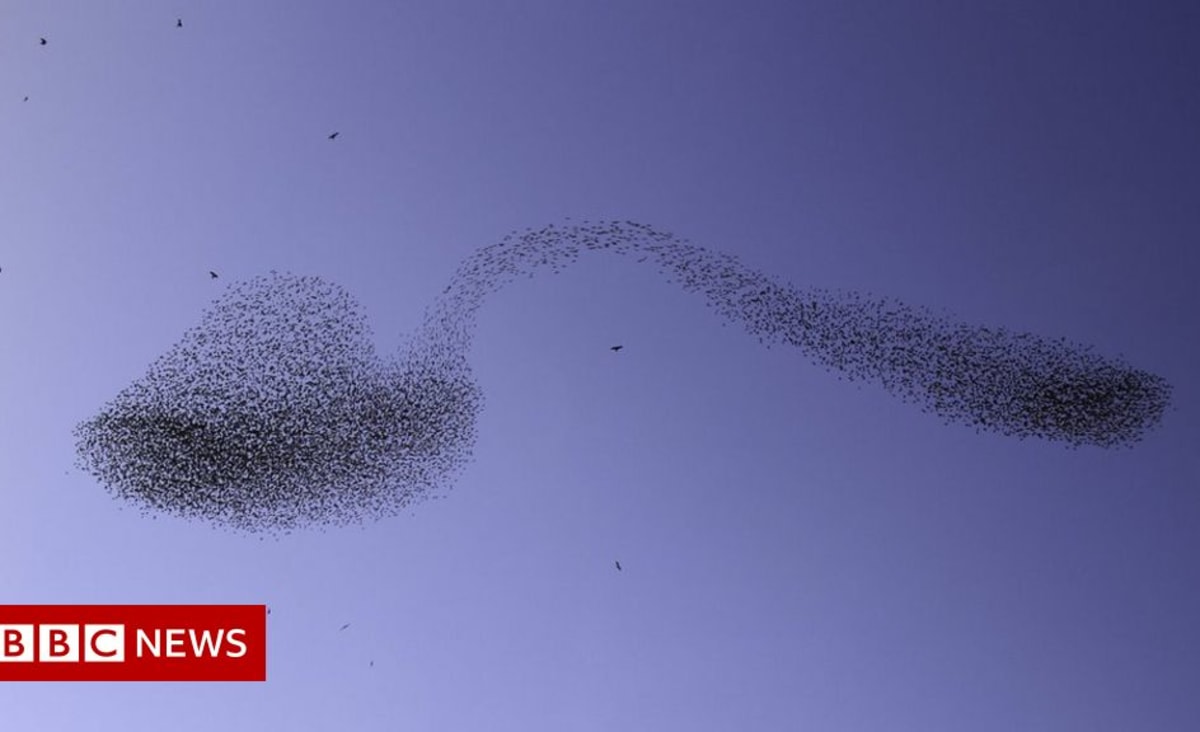 Israeli photographer captures unique bird spoon image
