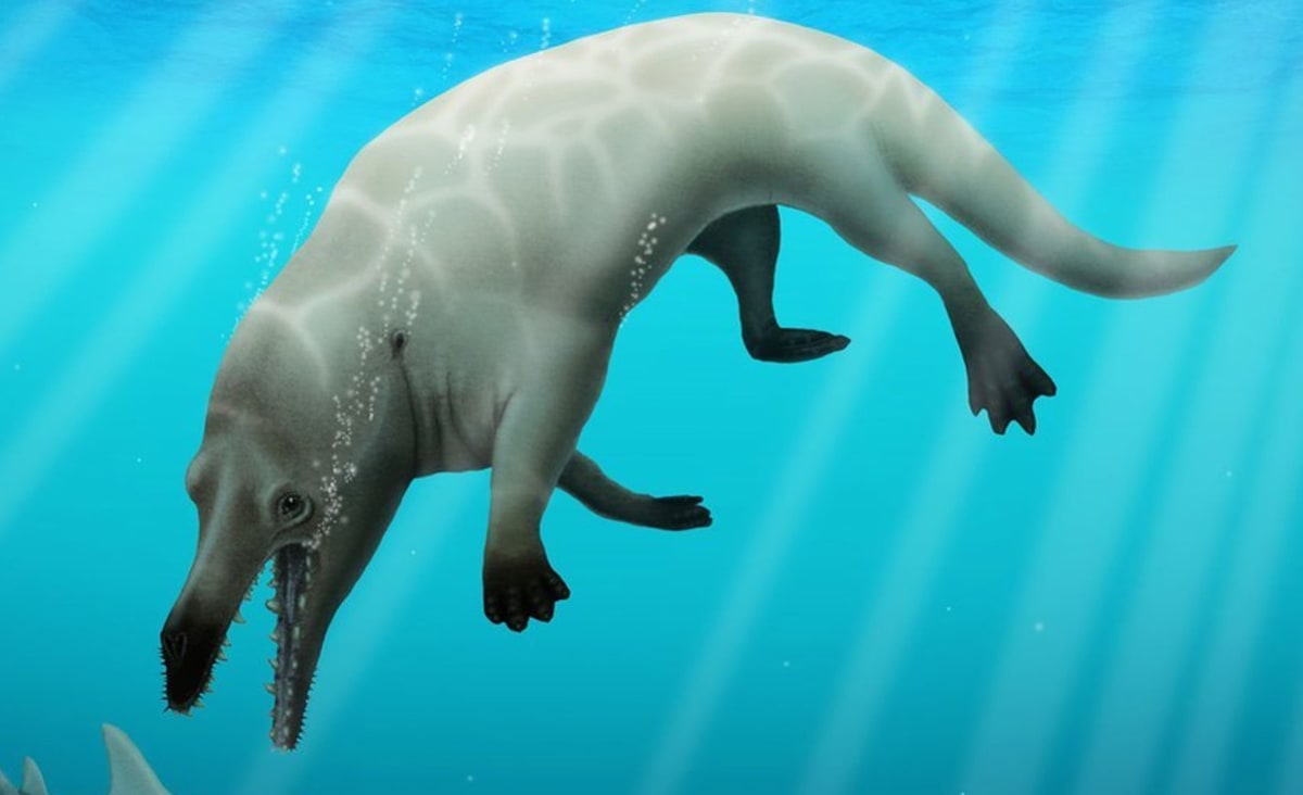 Wait, What?? Whales Once Walked Along the Coasts of North America