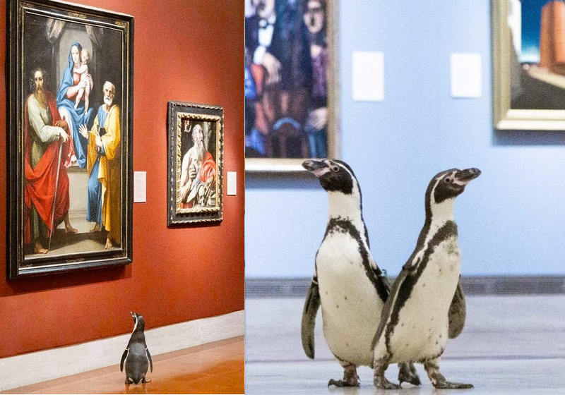 Pinguins solitários no zôo vão passear no Museu. Assista - Só Notícia Boa