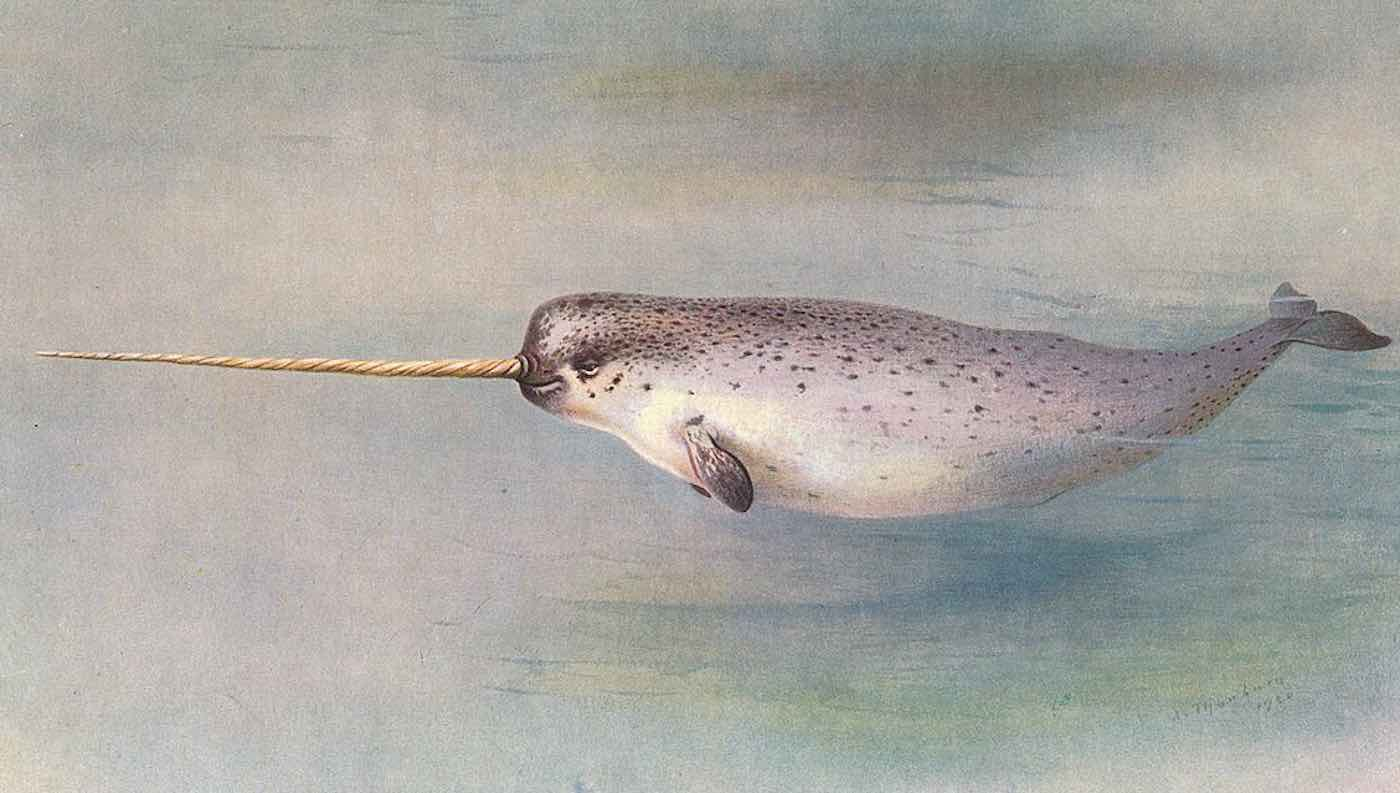 Scientists Finally Manage to Record the Strange Sounds of the ‘Arctic Unicorn’—the Elusive Narwhal