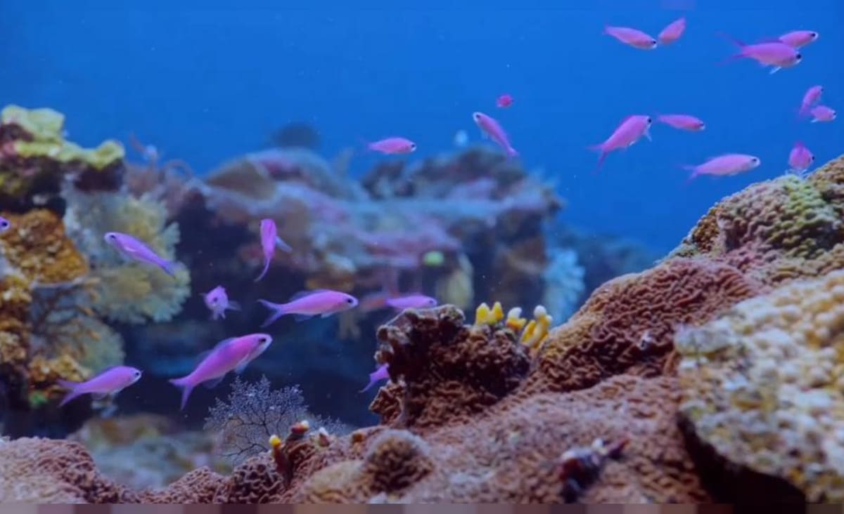 Descoberto recife de coral gigante no Tahiti