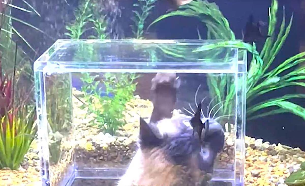 Lucky Cat Gets His Own 'Mini SeaWorld' After Owner Spends $2,400 Turning Fish Tank Into Underwater Peep Show – LOOK