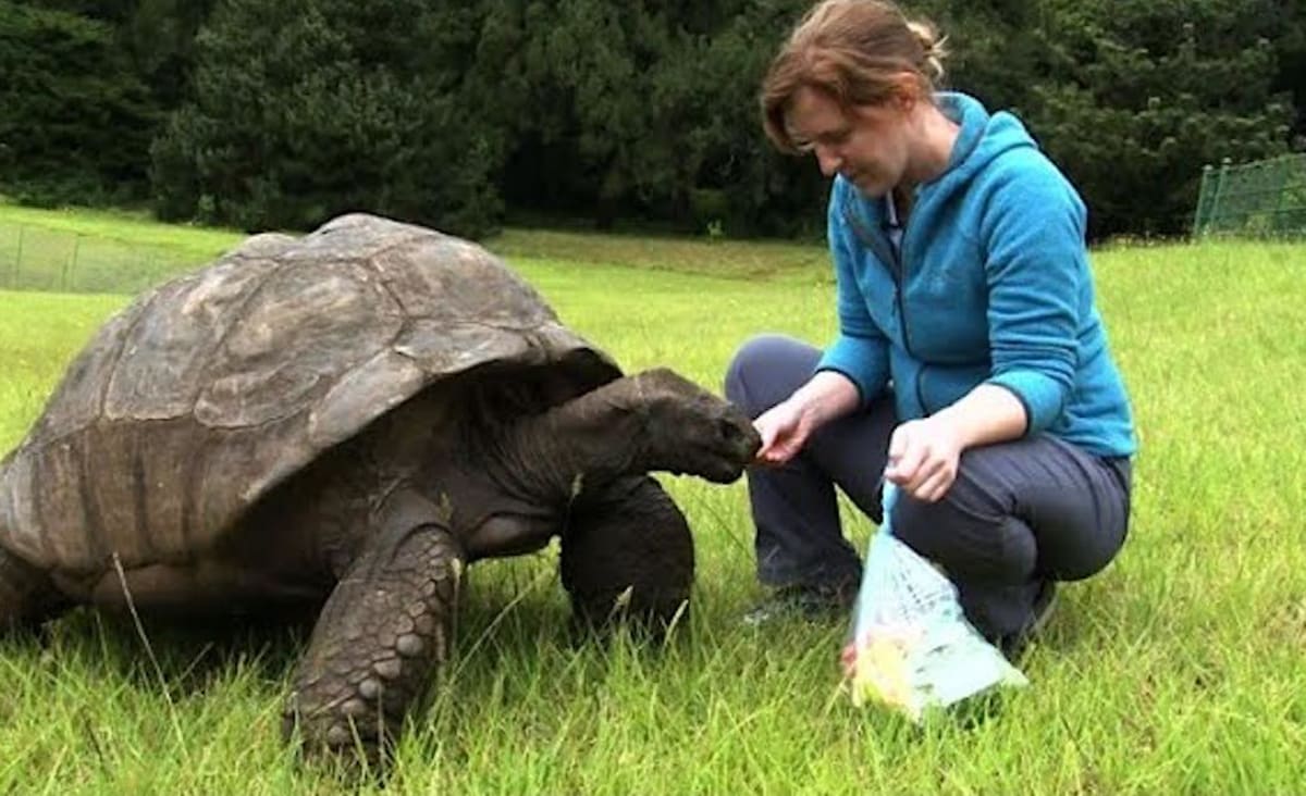 Jonathan the Tortoise Named the World's Oldest Living Land Animal: 190 Years-old and Still Eating and Mating (WATCH)