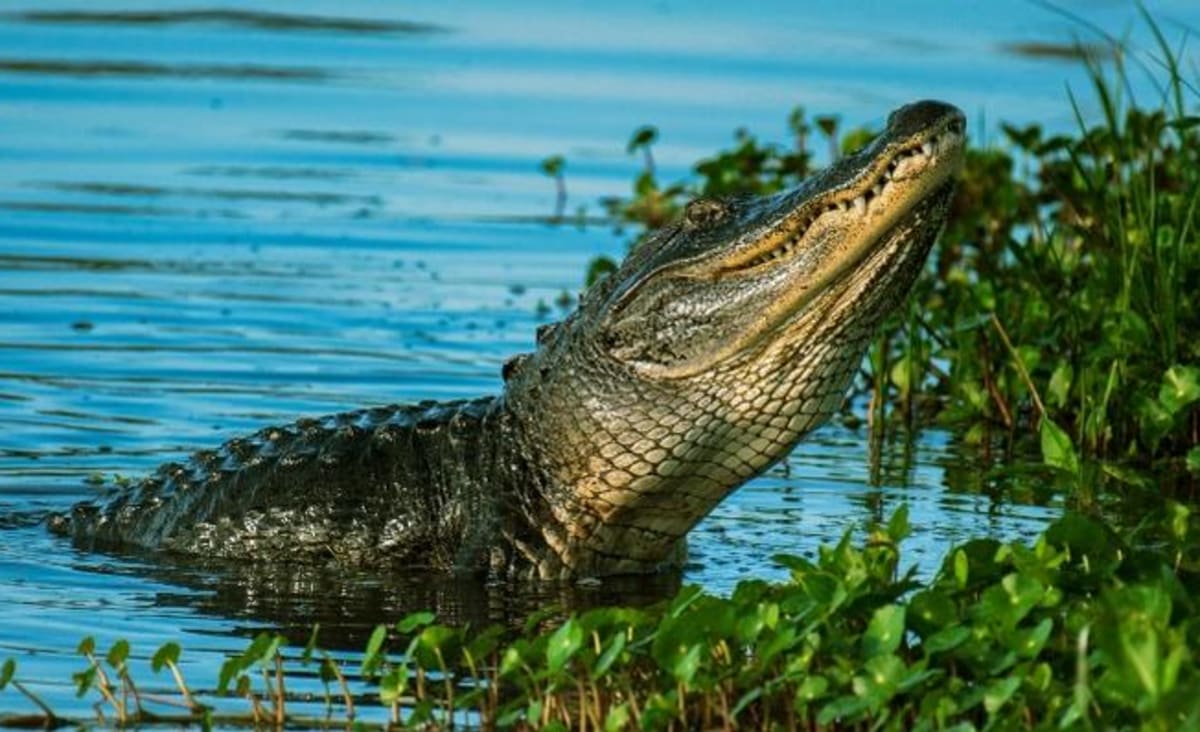 Crocodilo que passou seis anos com pneu preso no pescoço é salvo por locais na Indonésia