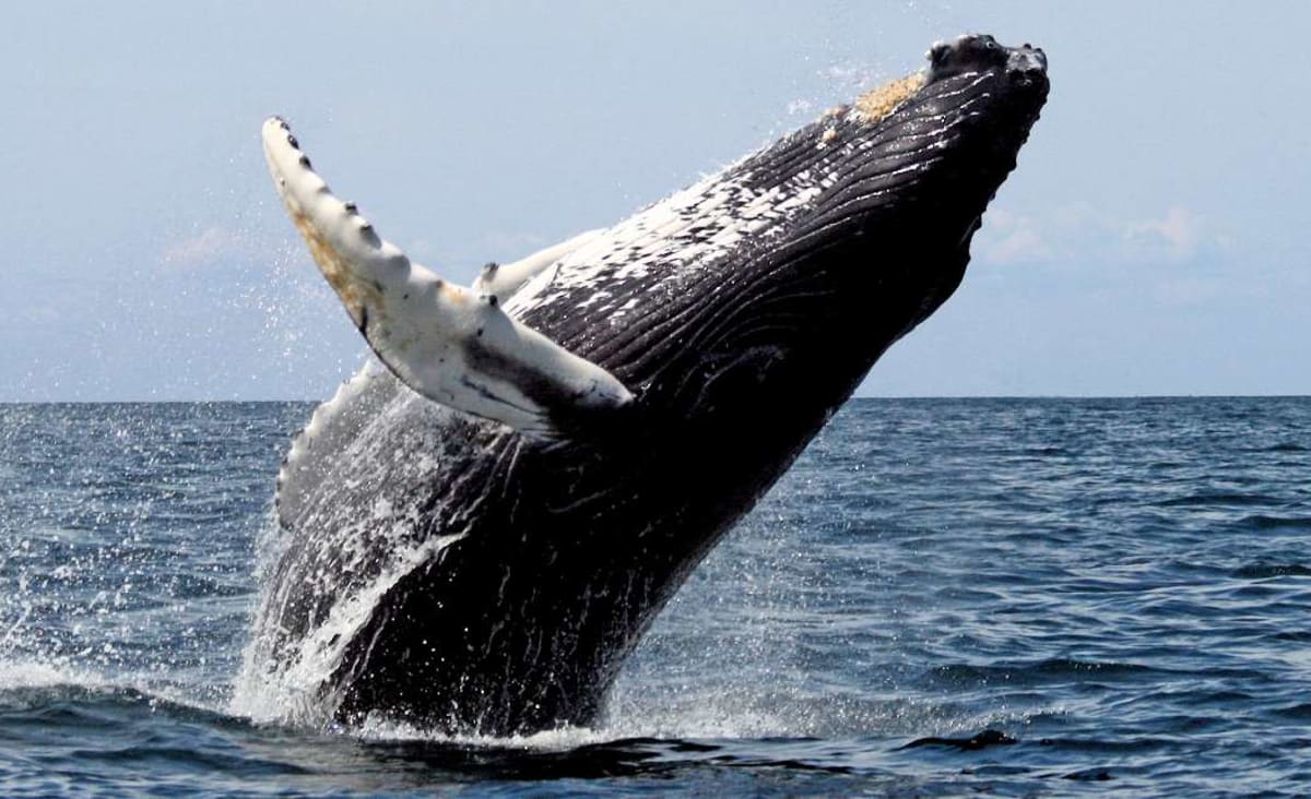 Iceland To Hang Up Her Harpoons For Good, Issuing No More Whaling Permits