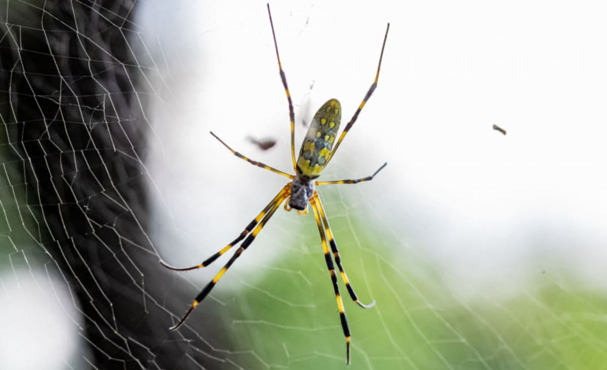 Millions of palm-sized, flying spiders may begin invading the East Coast