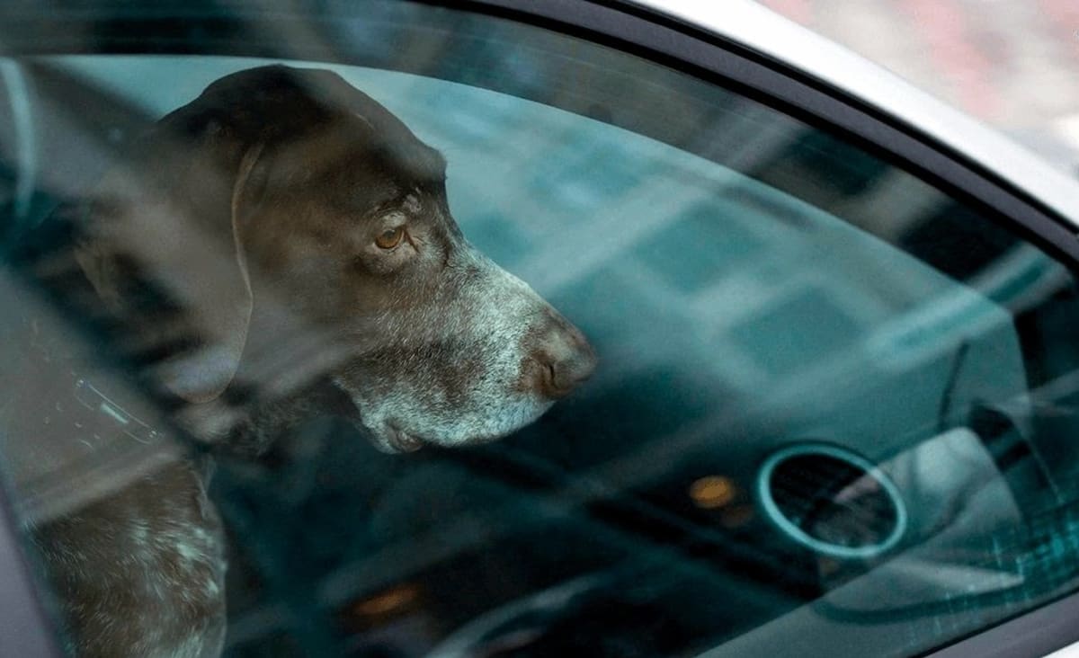 Presença de animais sozinhos no interior de carros pode ser proibida no Rio