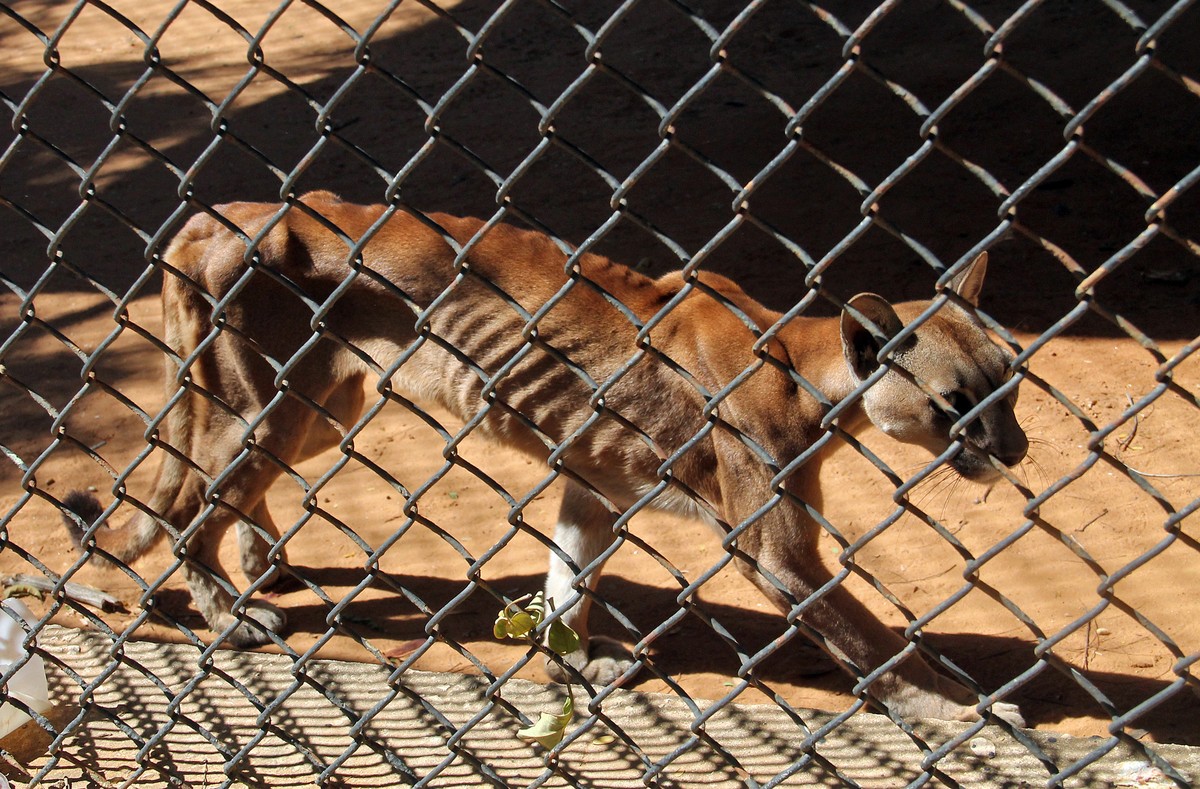 Animais em perigo de extinção morrem de fome em zoo da Venezuela; veja fotos