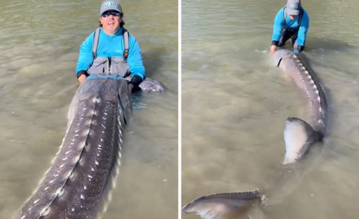 Brilliant moment shocked fisherman reels in 11-foot ‘living dinosaur’