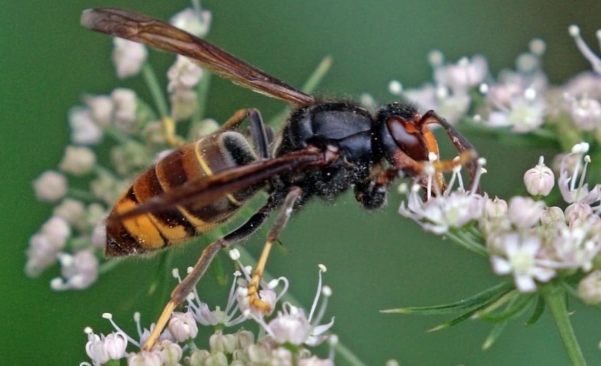Sex Pheromones Could Help Stop Asian Giant Hornets from Invading UK and ‘Wreaking Havoc'
