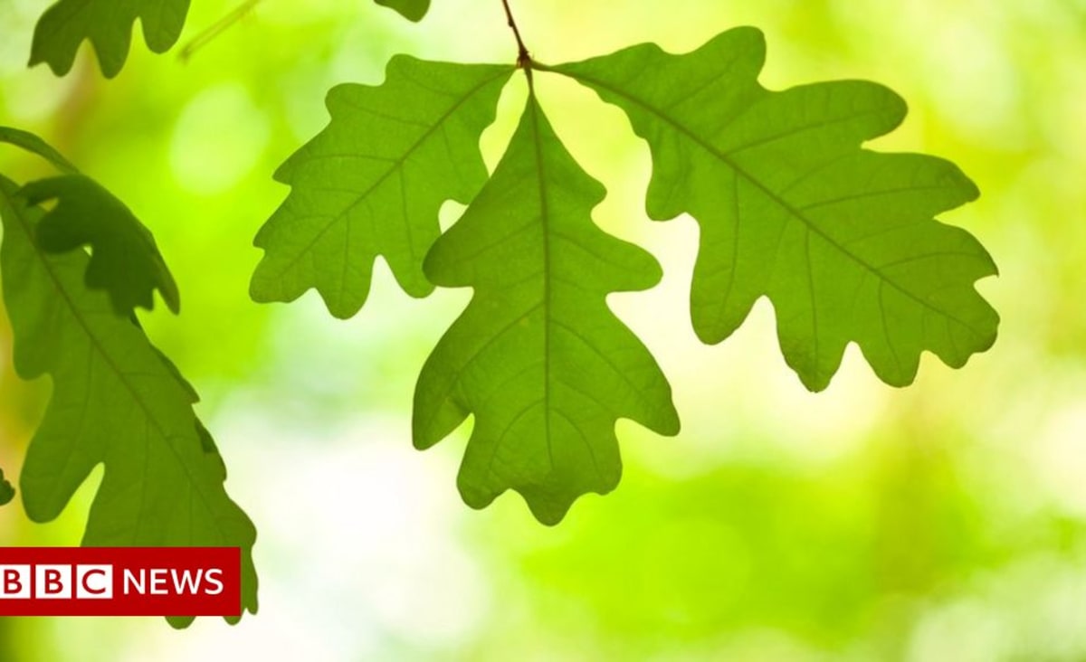 1,000-year-old oaks used to create 'super forest'