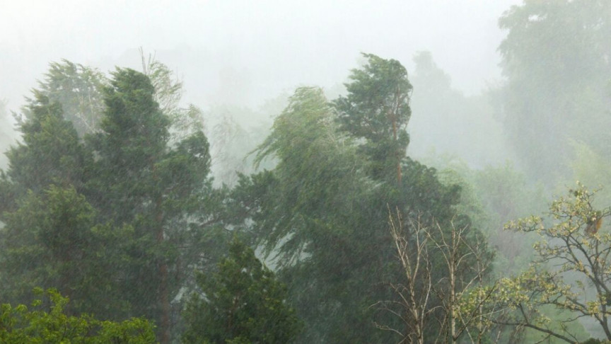 Theory Claims That Forests Not Only Create Rain but Also Wind