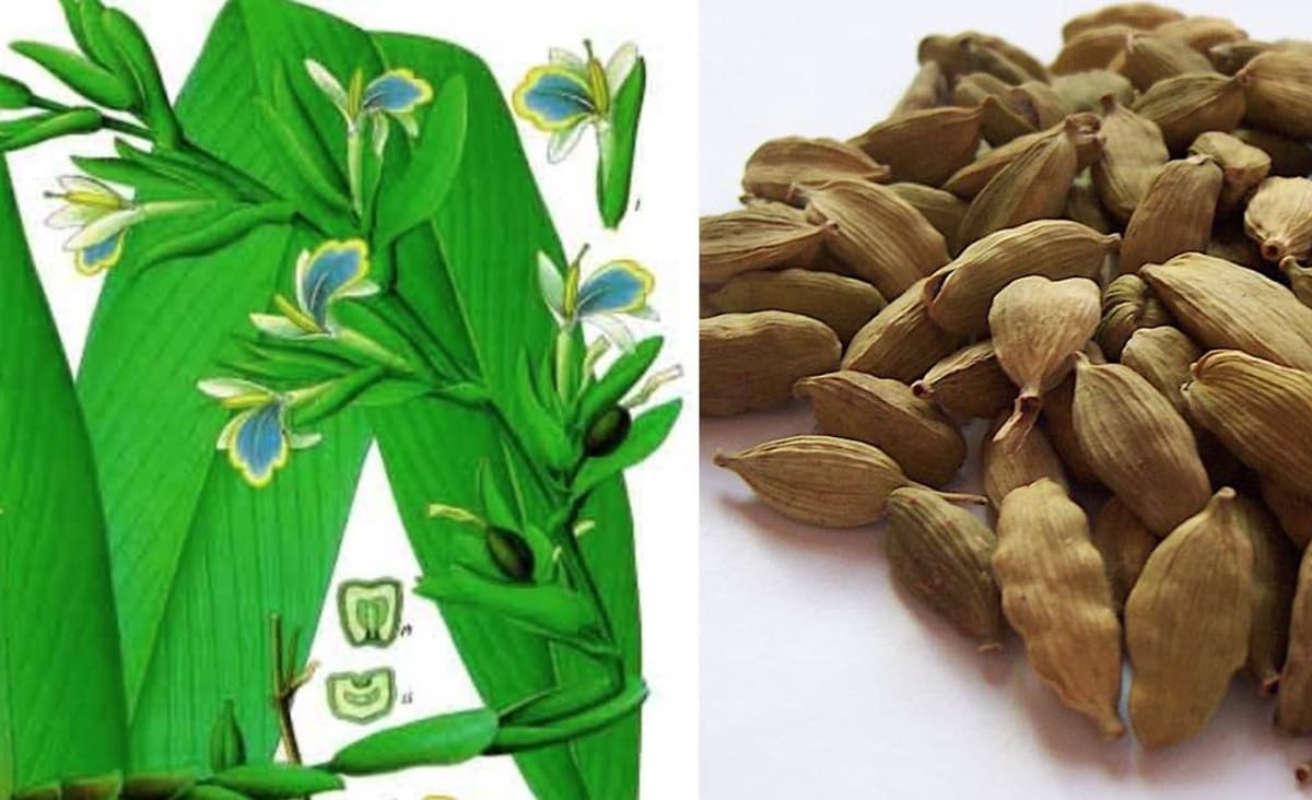 Aggressive Breast Cancer Could Be Tamed By Ingredient Found in Cardamom Spice, Say Scientists