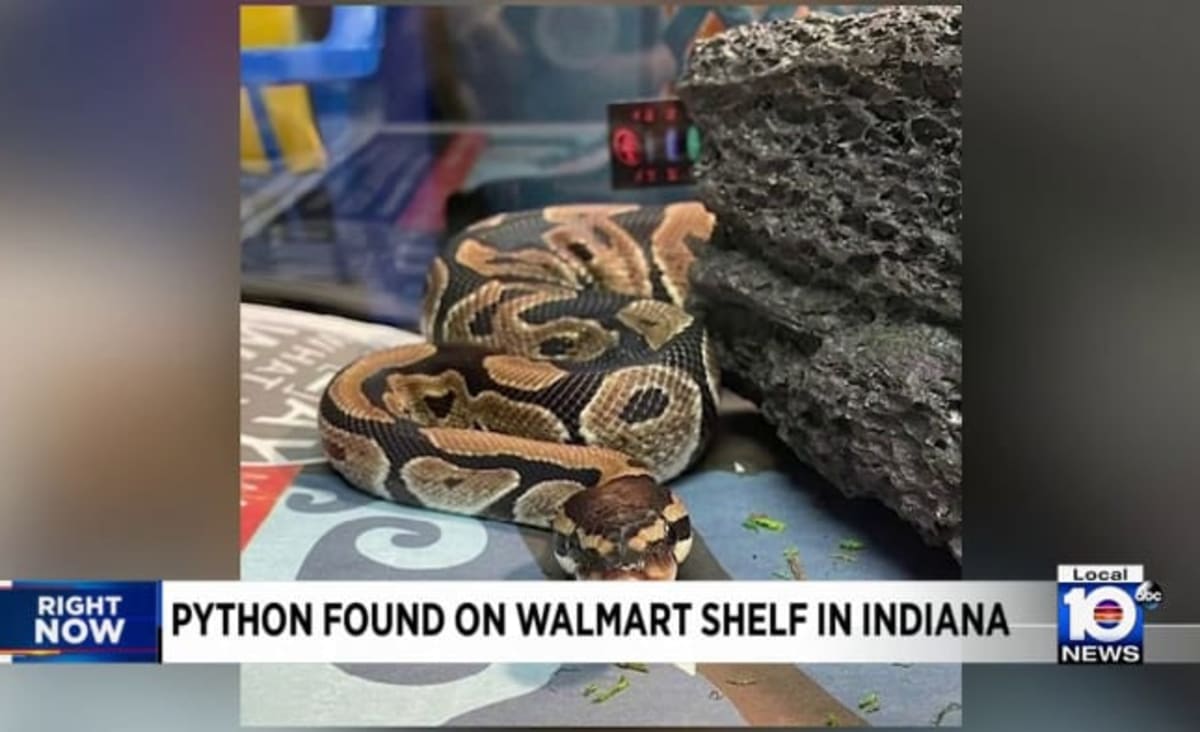 Shoppers find python on shelves inside Walmart