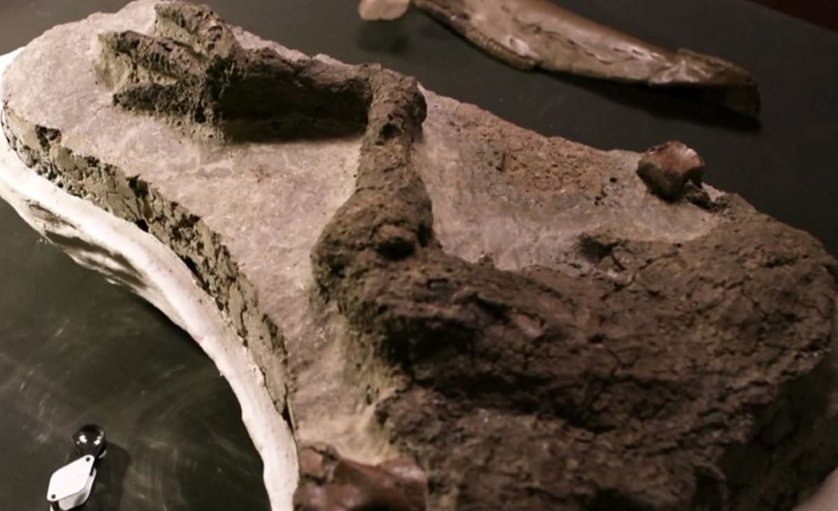 ‘Impossible Fossil’ Preserves the Exact Moment the Dinosaurs Died: ‘It’s Absolutely Bonkers’
