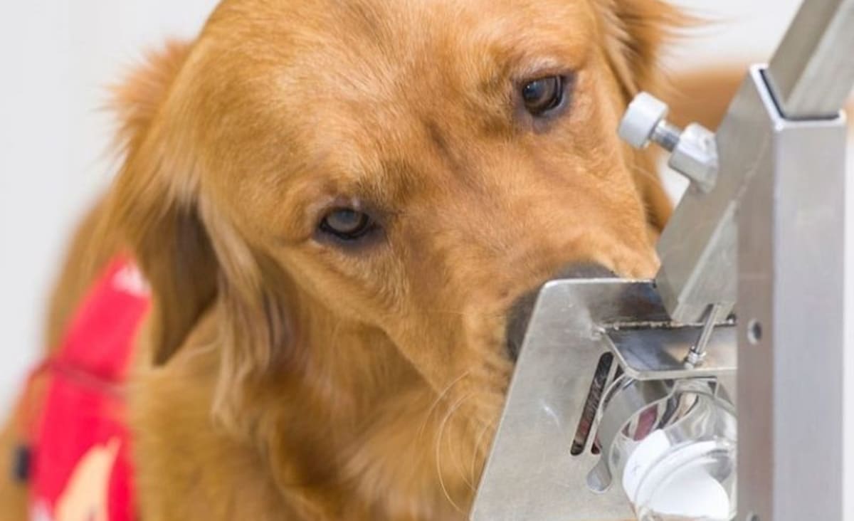 Cães conseguem farejar Covid pelo suor humano com acerto de 96,4% - Só Notícia Boa