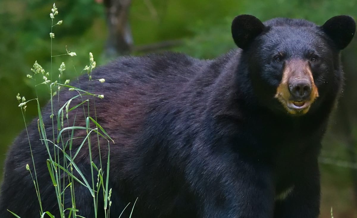 Wisconsin couple kills bear that attacked them in their home