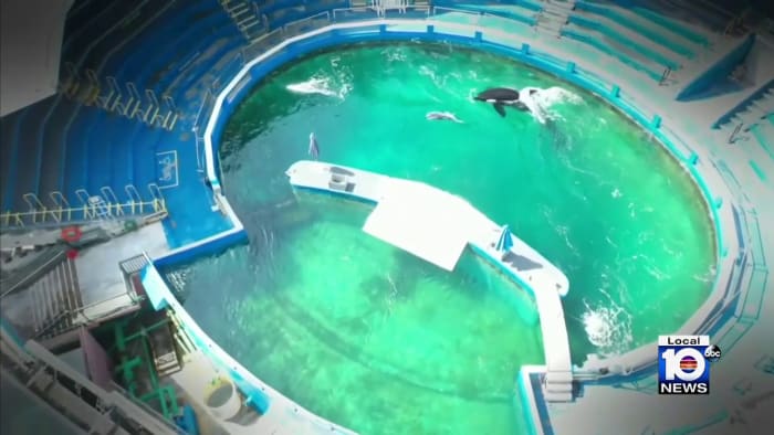 Health of Miami Seaquarium’s Lolita has improved, independent assessment finds