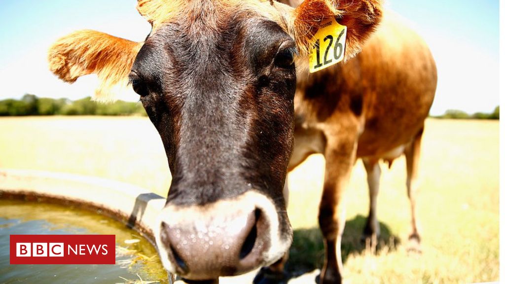 Nova Zelândia quer taxar arroto de gado para combater aquecimento global - BBC News Brasil