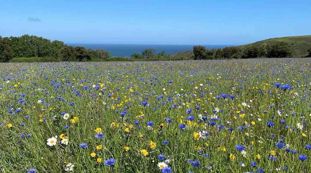 Adults Understand a Need to Do Their Bit for Biodiversity–Even 73% of Allergy Sufferers Planting Flowers to Help