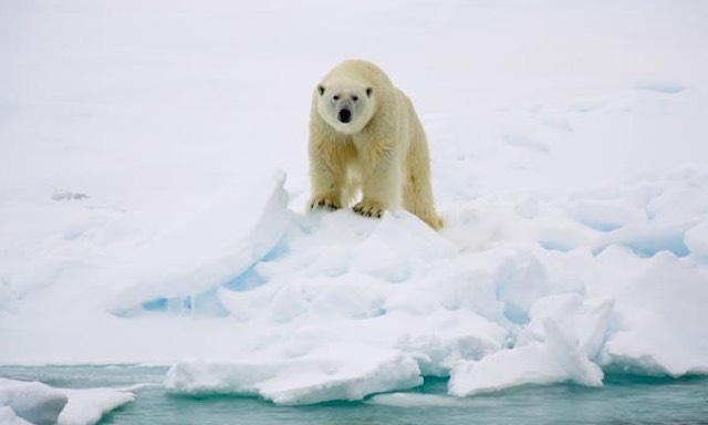 ‘Life Finds a Way’: Polar Bears Successfully Adapt Even Without As Much Sea Ice