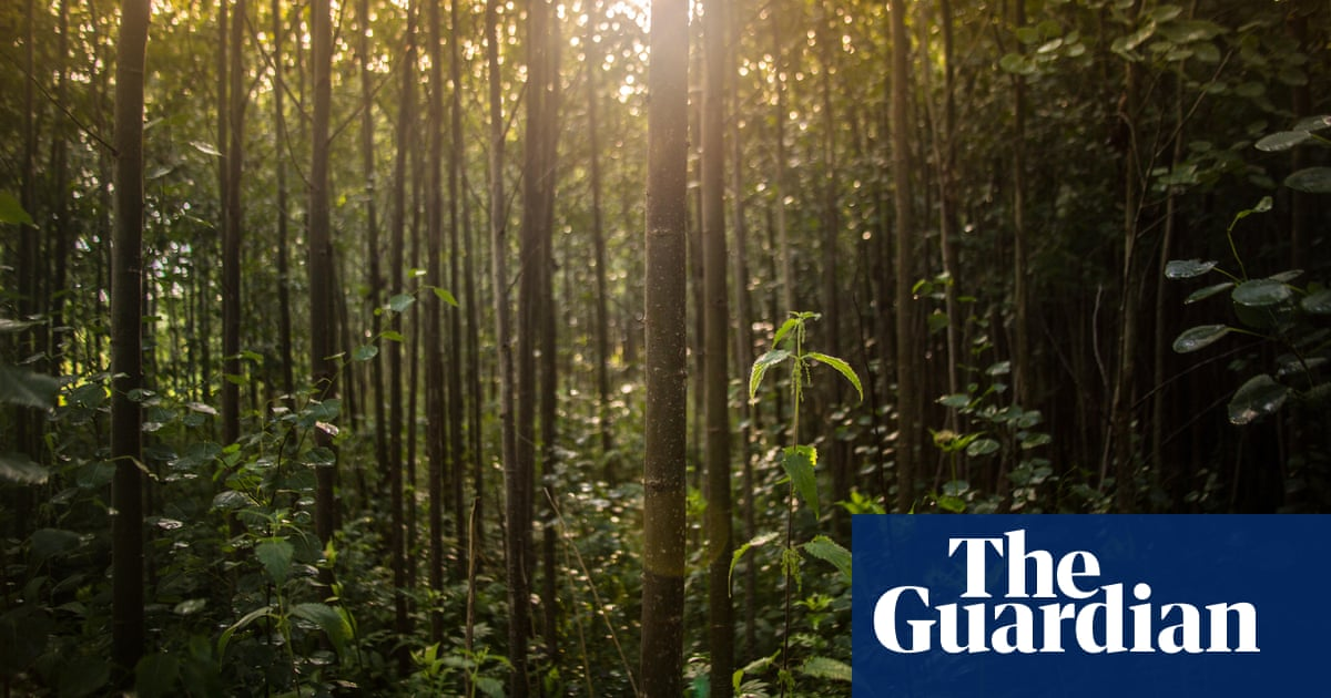 Europe losing forest to harvesting at alarming rate, data suggests
