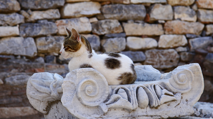 Cats’ Eating Habits Indicate They’ve Been Domestic Since Late Neolithic