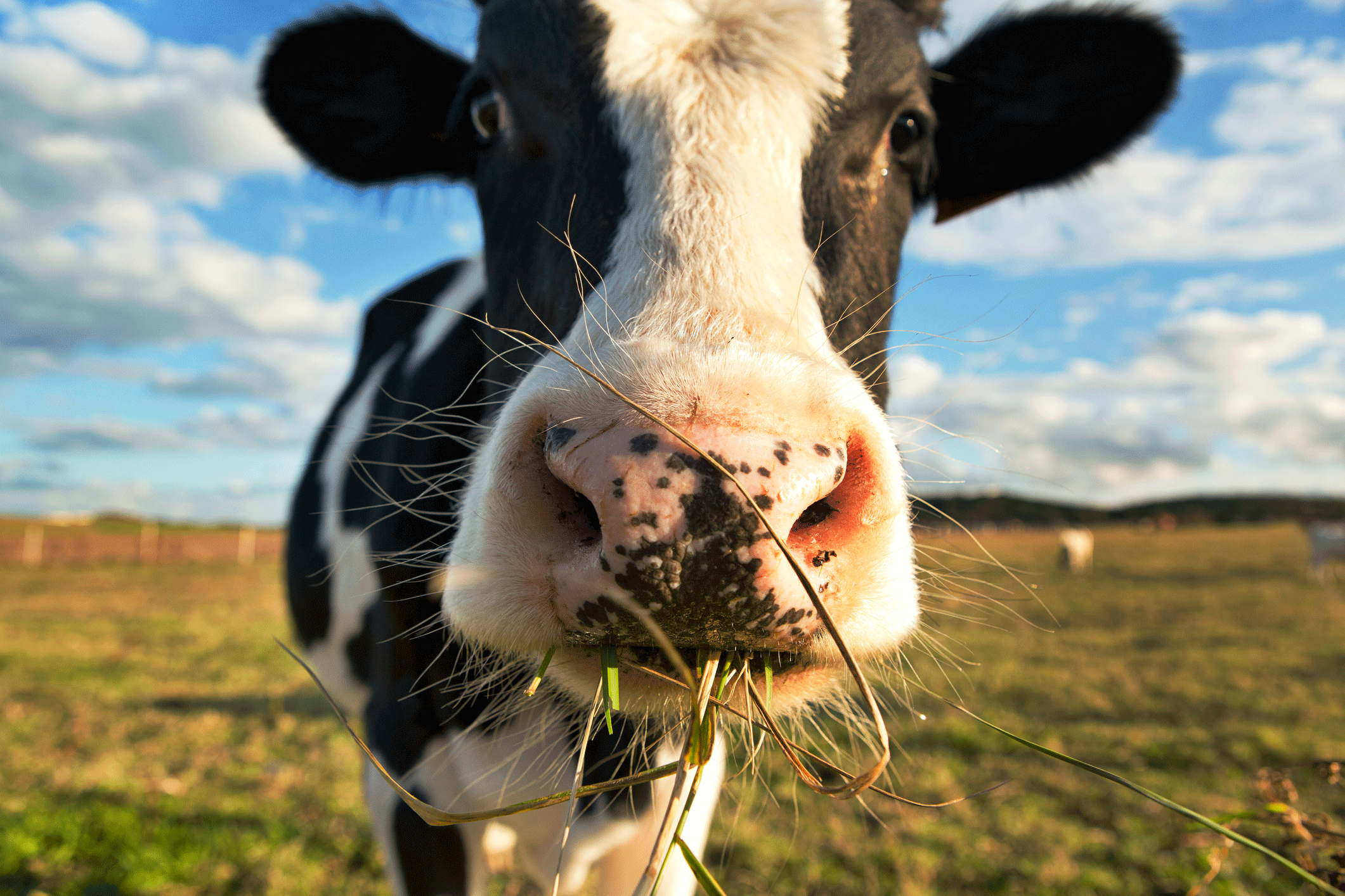 Cientista reduz o pum da vaca em 30% -- acredite, isso é muito importante | Exame