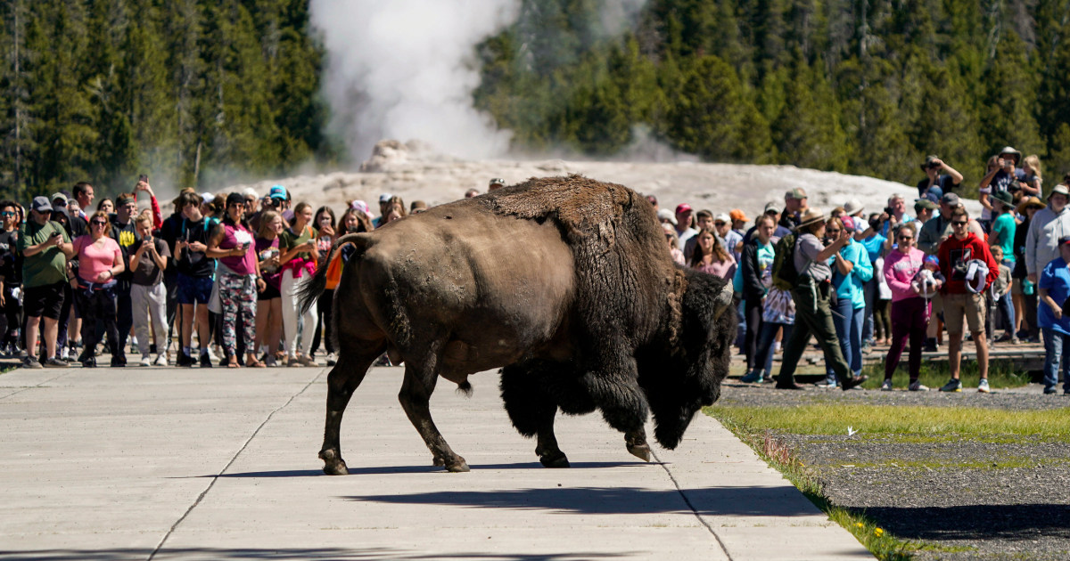 Opinion | Yellowstone bison goring videos show a dangerous American tourist failing