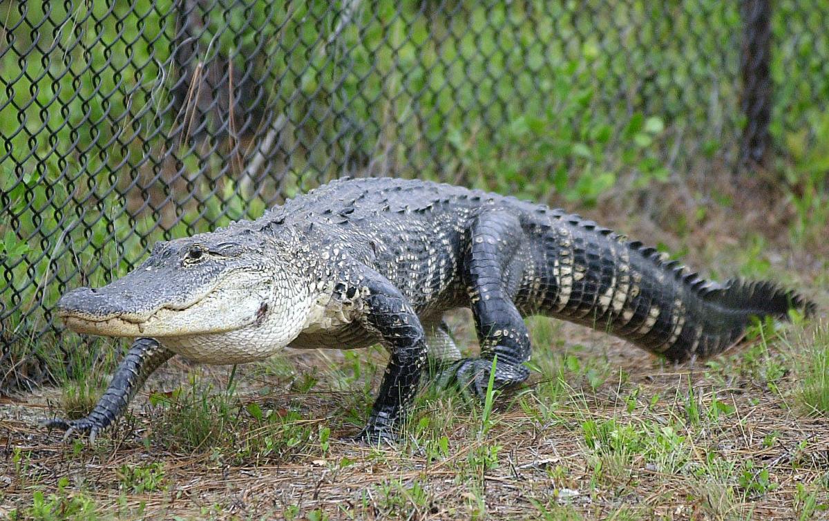 Florida woman dies after falling into pond and alligators grab her, authorities say