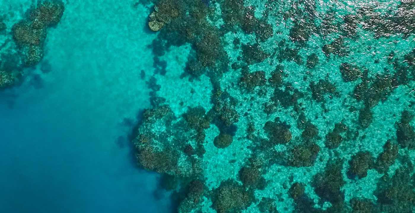 Parts of the Great Barrier Reef Show Highest Coral Cover in 36 Years