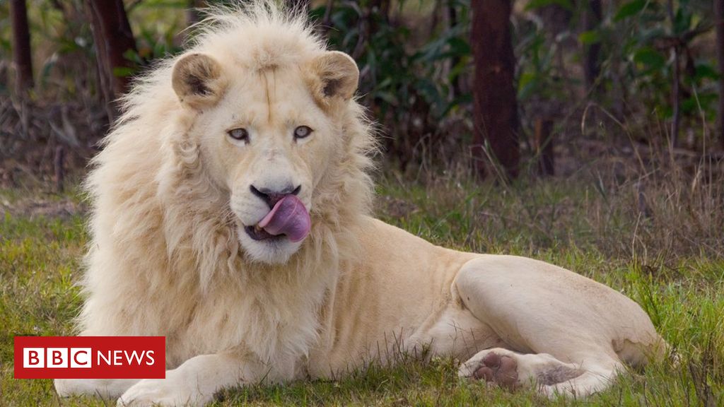 Leões matam homem que tentou invadir zoológico em Gana - BBC News Brasil
