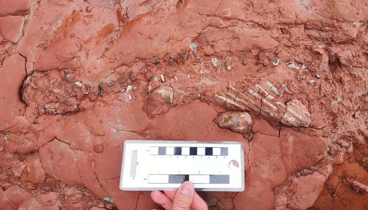 Canada Schoolteacher Finds Fossil that May Be 300 Million Year Old and Could Re-Write Fossil Record
