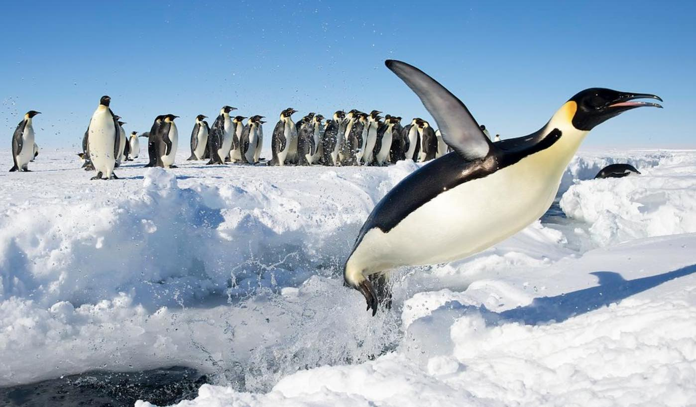 Satellites Reveal There Are 20% More Emperor Penguin Colonies in Antarctica Than Previously Thought