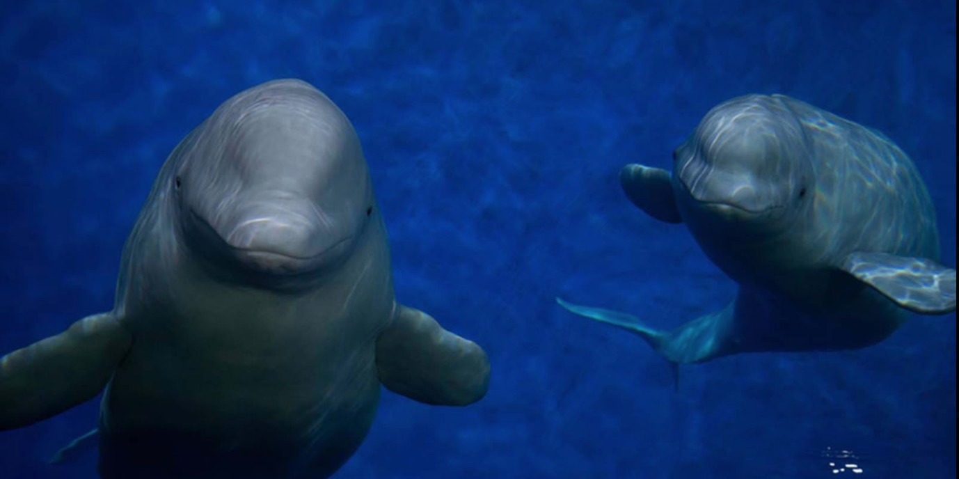 Two Beluga Whales Are Free for the First Time Since 2011 With a New Life On The Icelandic Coast
