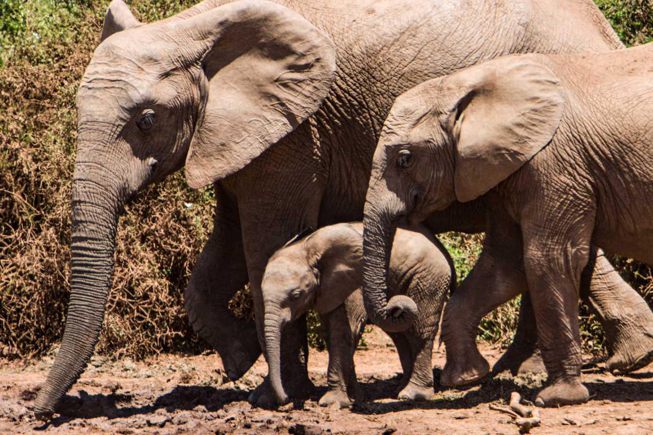There’s an Elephant Baby Boom in Kenya: Thanks to Rainfall, a Record Number Born Including Rare Twins