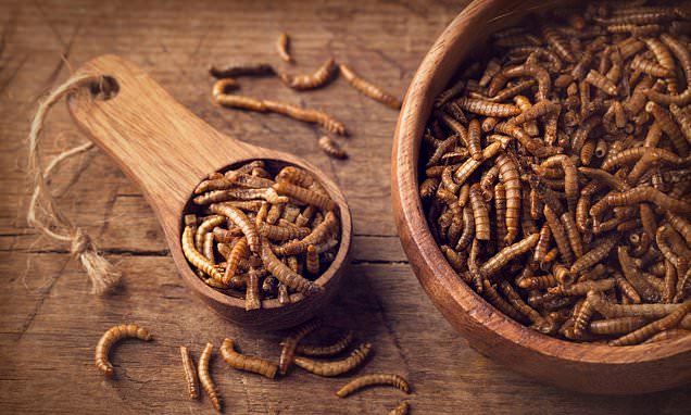 Scientists create a 'meat-like flavouring' by cooking insects in sugar