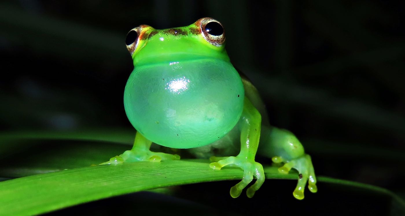 He Finally Located Source of Mysterious Sound–A New Frog Species Named After His Rewilding Quest in Costa Rica