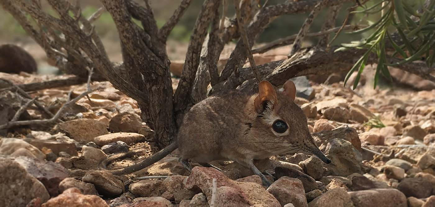 Tiny Elephant Shrew Rediscovered in Africa After 50 Years–And All it Took Was Coconut and Peanut Butter as Bait