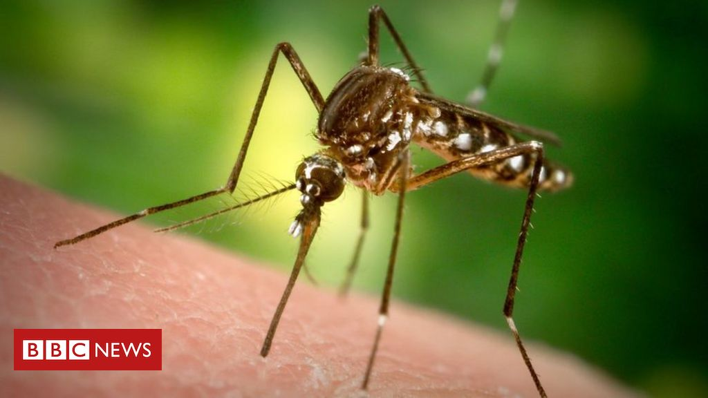 Florida to release wave of modified mosquitoes