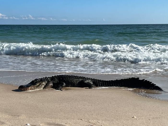 JAWS: Large alligator soaks up sun, surf on Florida beach