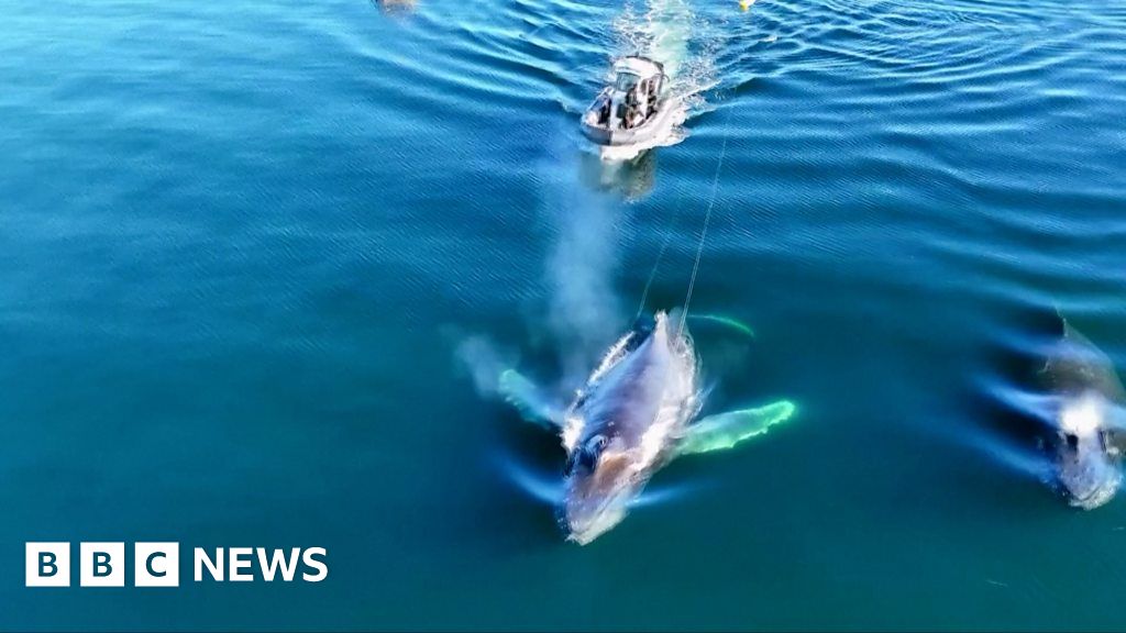 Whale's majestic move brings dramatic end to sea rescue
