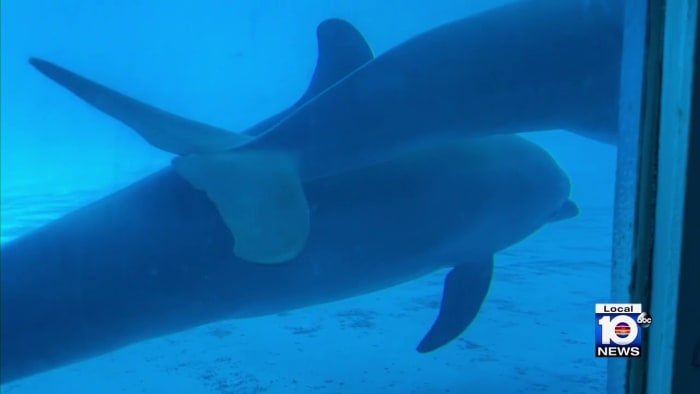 Dolphins at Miami Seaquarium became more aggressive after ‘abrupt’ diet cuts, federal inspectors find 