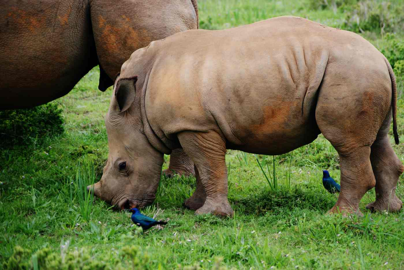 With No Male Northern White Rhinos Left, 10 Viable Eggs Offer Hope For the Species Through Embryo Transfer