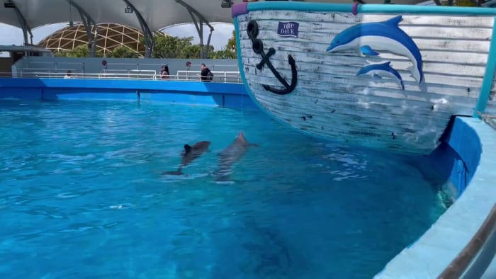 Miami-Dade mayor demands more oversight of Miami Seaquarium after fallout of USDA inspection report