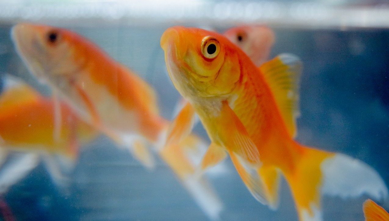Mythbusted: Goldfish Have Great Memories and Are Even Used as a Model Species of Fish Cognition