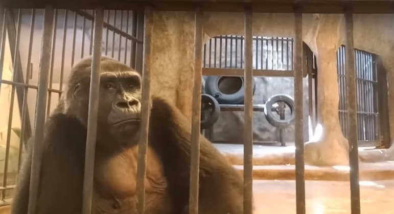 Ativistas lutam para libertar 'gorila mais triste do mundo' de shopping na Tailândia
