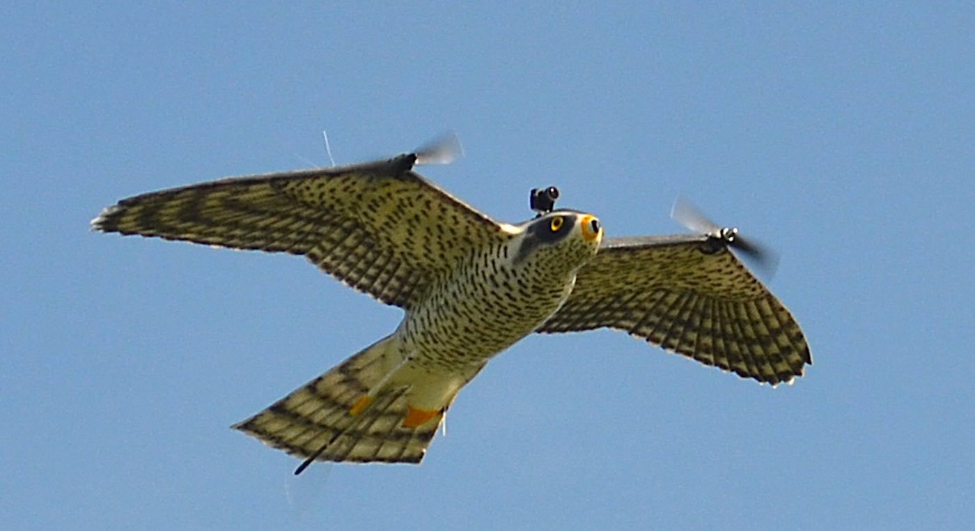‘RobotFalcon’ Can Disperse Flocks of Pesky Birds to Make Airplane Flights Safer