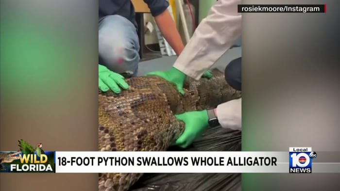 Nearly intact gator found inside python captured in Everglades