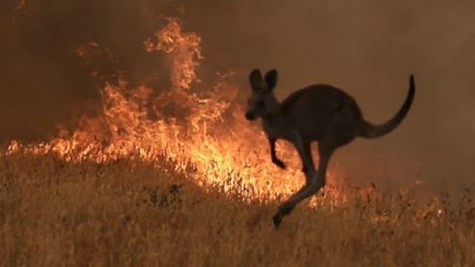 Meio bilhão de animais mortos nos incêndios na Austrália - RENOVA Mídia